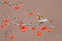 Drozd kvicala - Turdus pilaris - Fieldfare 0064